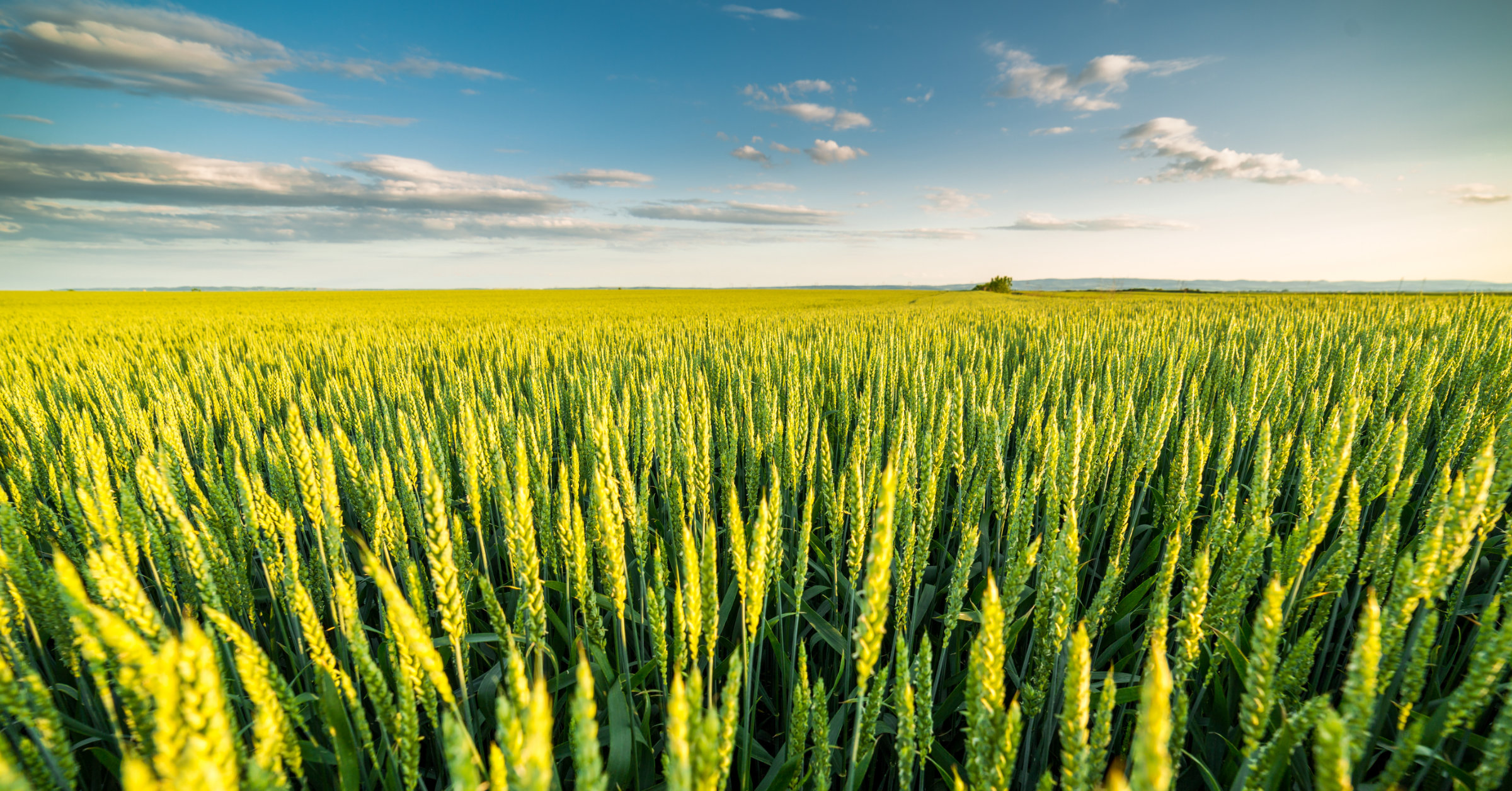 The benefits of healthy agricultural soils